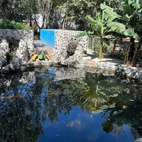 Aquaponics