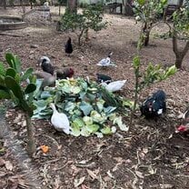 Feeding small animals