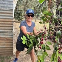 Harvesting grános de café