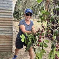 Harvesting grános de café