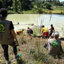 Transferring rescued Manatee to larger pond