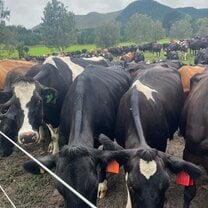 Working on a dairy farm
