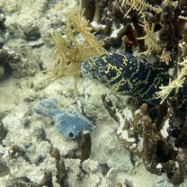 Eel in Bocas
