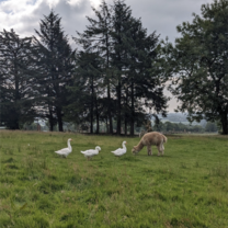 Some of the animals 