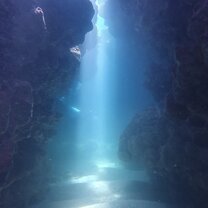 One of the dives