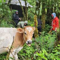 Me and my group taking stream data while a cow walks through our workspace during my Freshwater Ecology field trip. 