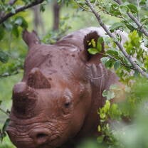 Black Rhino