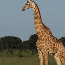 Giraffe