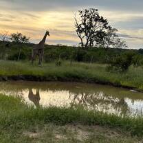 Sunset giraffe