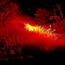 Night game drive lion