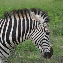 Zebra