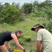 Work crew, zebra
