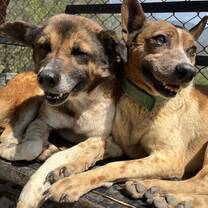 The lovely dogs 