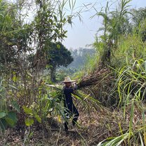 getting food for the elephants