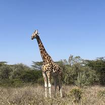 giraffe!