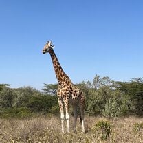 giraffe!