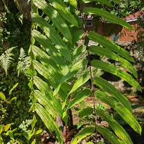 a very interesting local fern