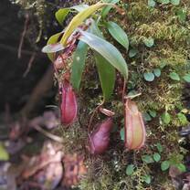 Nepenthes