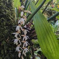 nice flower