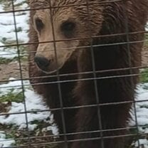 Bears bears bears