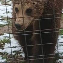 Bears bears bears