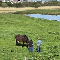 Rosie the horse