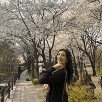 Cherry blossoms