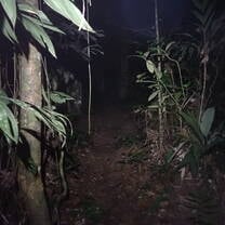 Forest (Night)