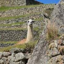 Llama at Machu Picchu
