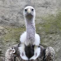 One of the Ruppell's Vultures