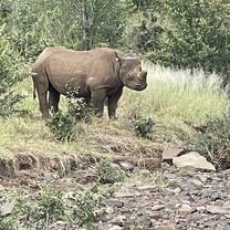 Rhino