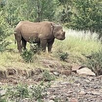 Rhino