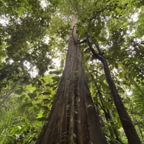 800-1000 year old tree 