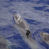 Atlantic spotted dolphins