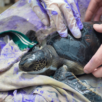 Cuidando la Tortuga