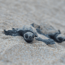 Turtle birth