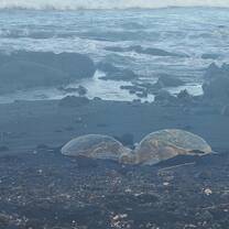 Cuddling sea turtles