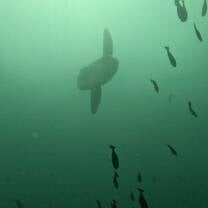 Mola Alexandrini