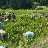 Helping a local lo'i (irrigated terrace farm) restore the beds for kalo (taro), which is a sacred food that has historically sustained the people of Hawai'i.