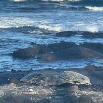 Seeing wild sea turtles on a local beach. Hawaiian law states that you should never tease, touch, or take wildlife—something many tourist don't know or choose to ignore. Please protect beautiful creatures like these turtles and give them at least 10 feet of space!