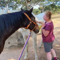 Horse grooming