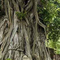 Buddha head in the tree