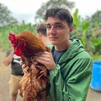 rooster