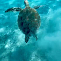Turtle encounter on the Gilis