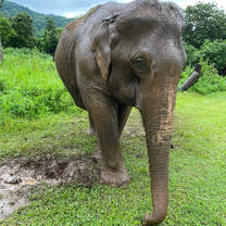 elephant