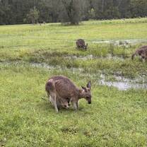 kangaroo's 