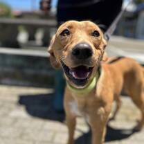 One of the doggies at the animal shelter I was volunteering in Costa Rica 