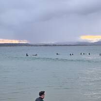 surfers !