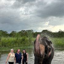 Washing elephant 