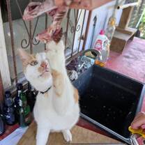 Harry begging for Lionfish 
